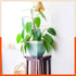 MYLA Metal Square Planters / Pots for Garden / Balcony | Medium – White & Bronze - Set of 5